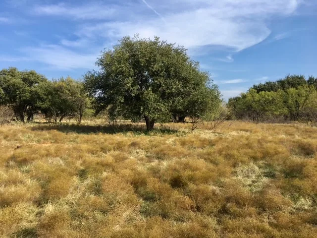 1,806 acres in Southwest Young County just West of Eliasville